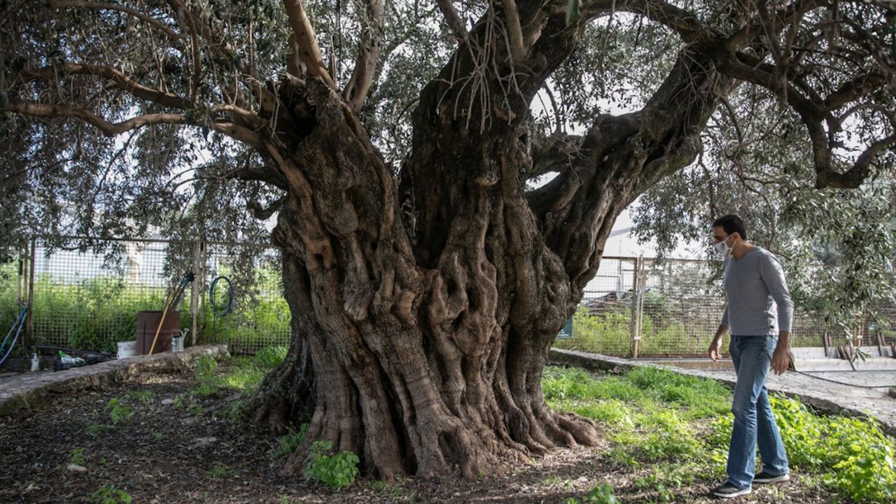Maslinovo drvo