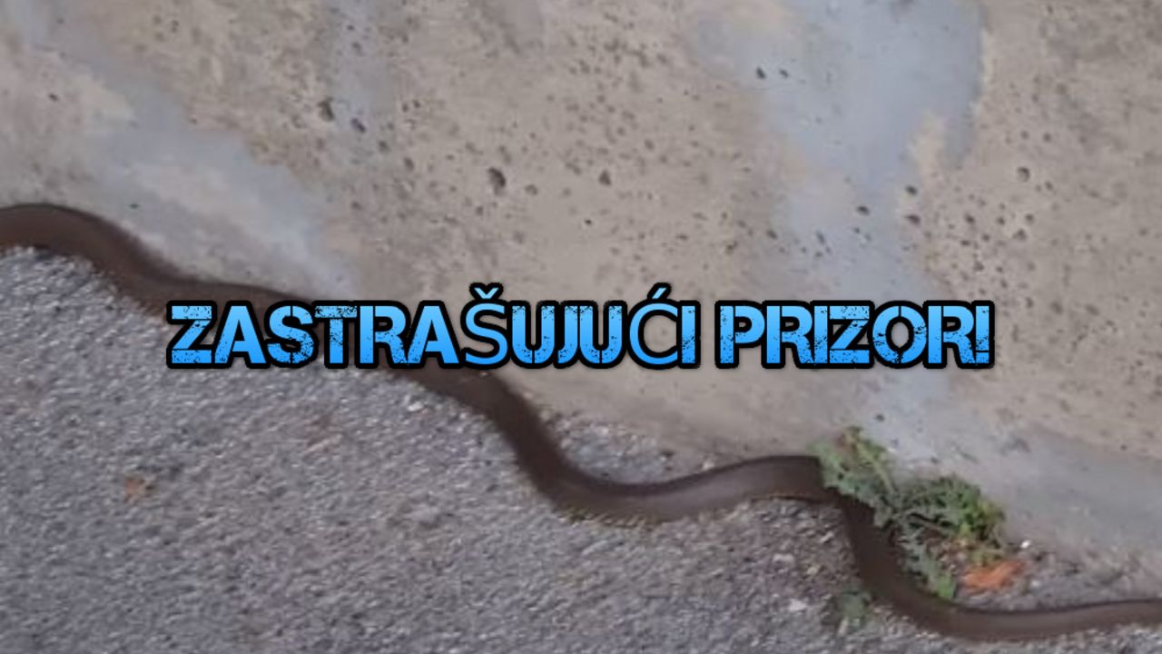 Zmija, Užice