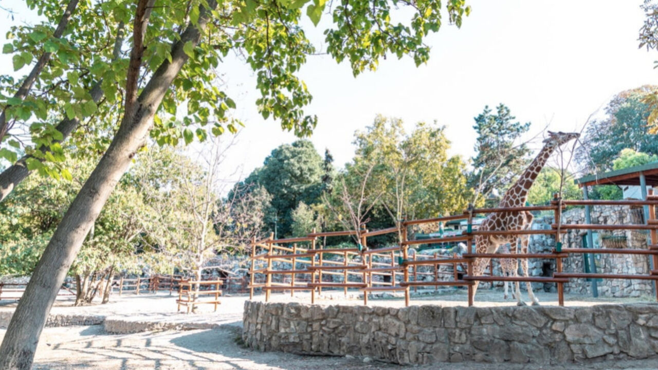 Zirafa, Beogradski zoo vrt