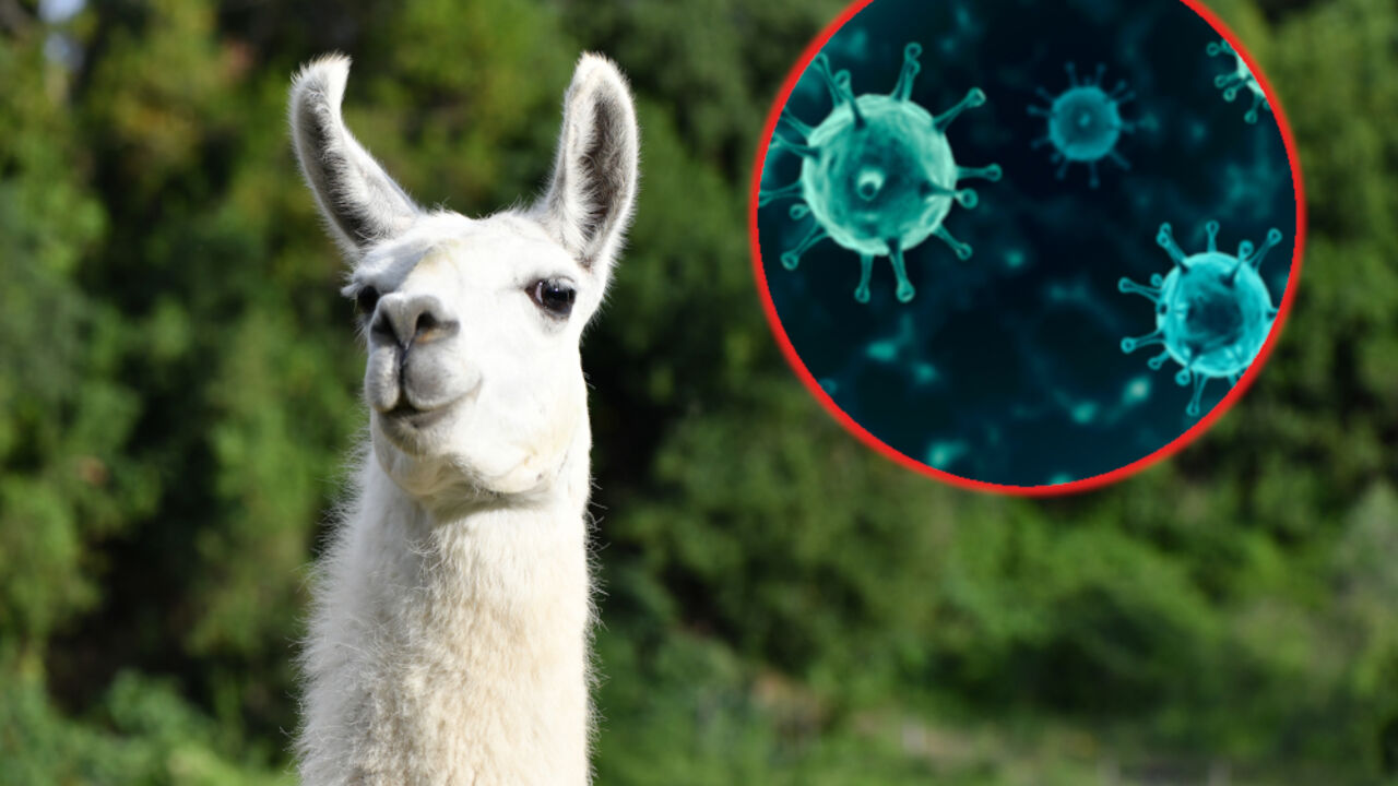 lama