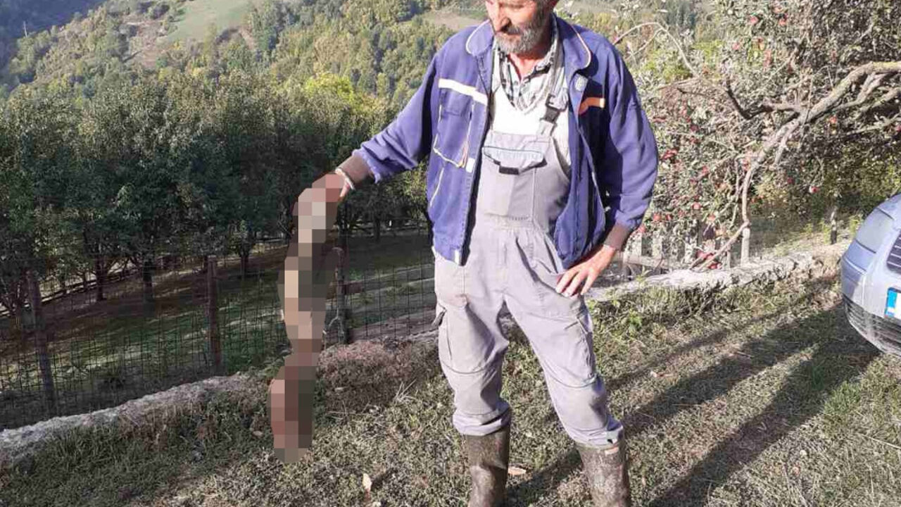 Medved razvalio tor u domaćinstvu Gizdavića i zaklao najveću ovcu u stadu