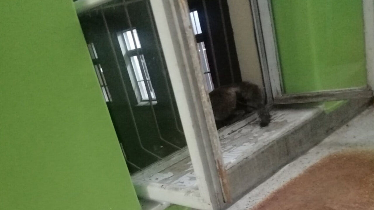 Lisica se odomaćila u čačanskoj bolnici