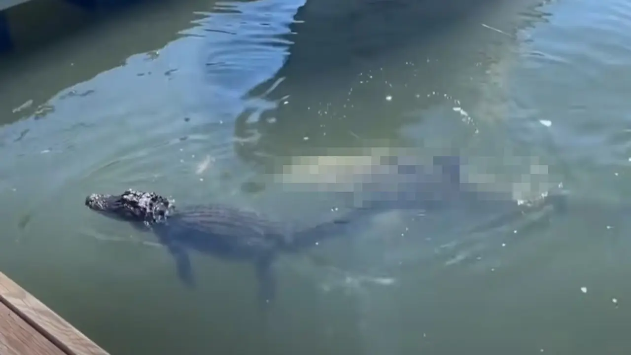 aligator
