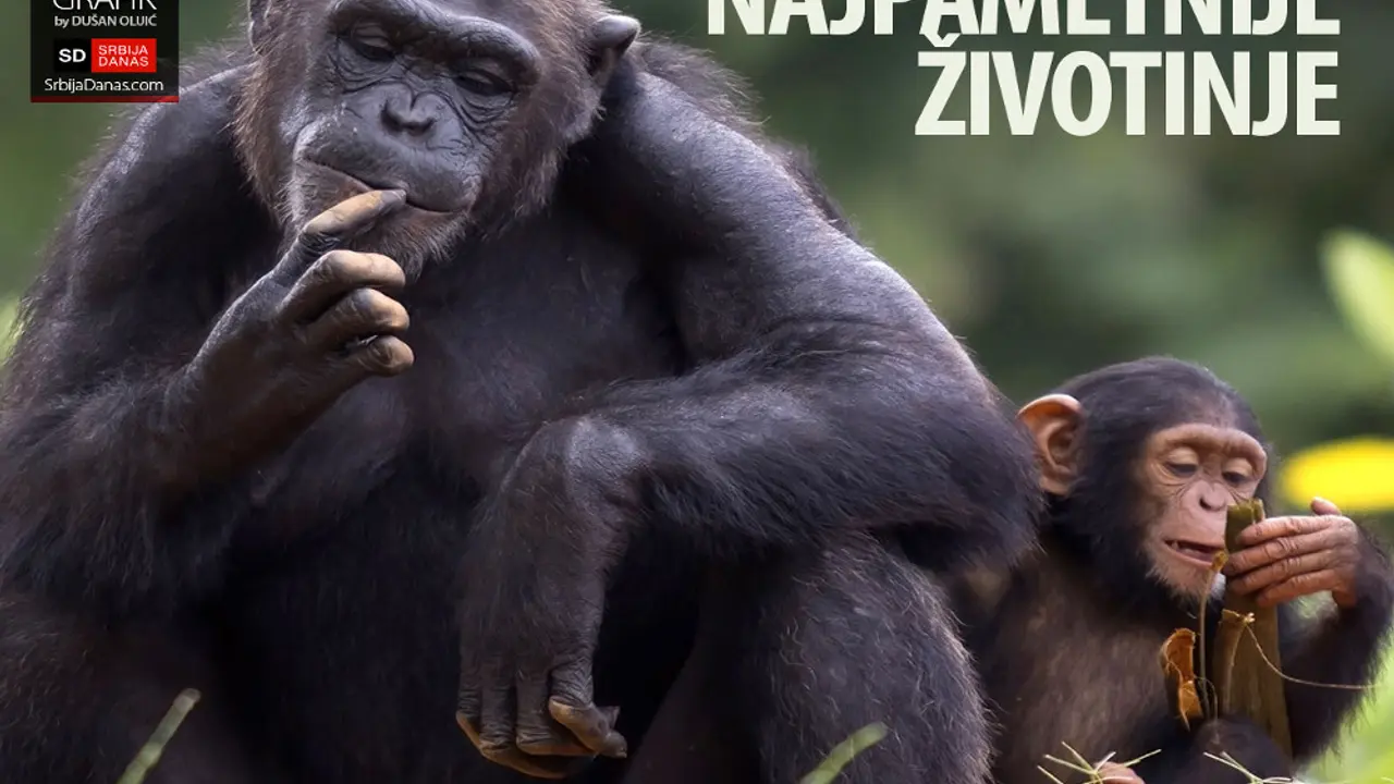 najpametnije životinje
