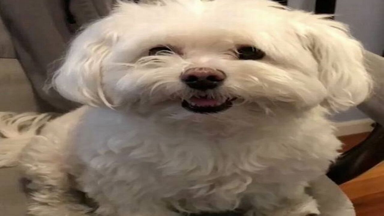 maltezer