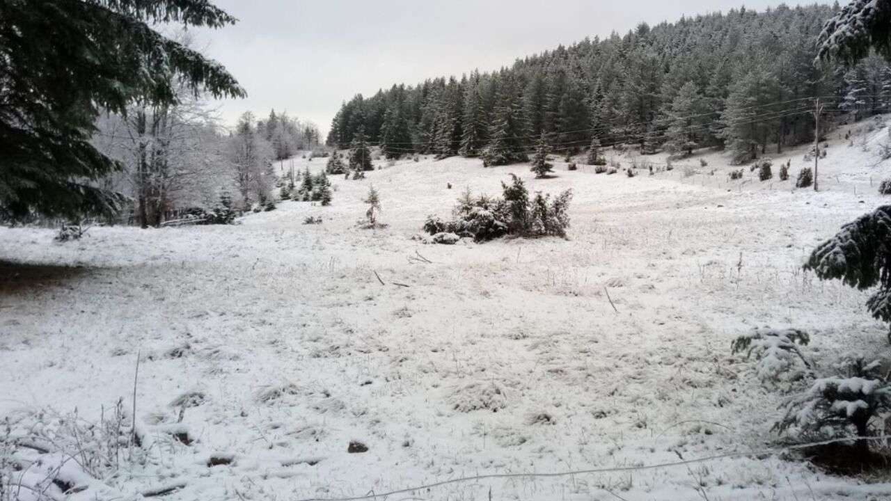 Murtenica