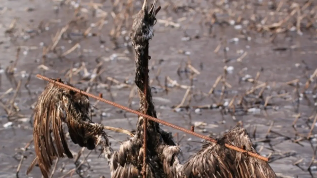 razapet kormoran
