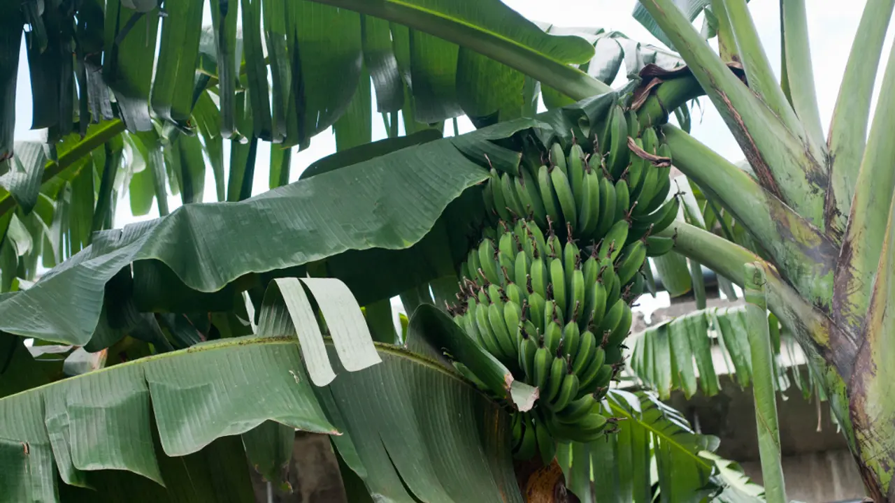 enset, banana