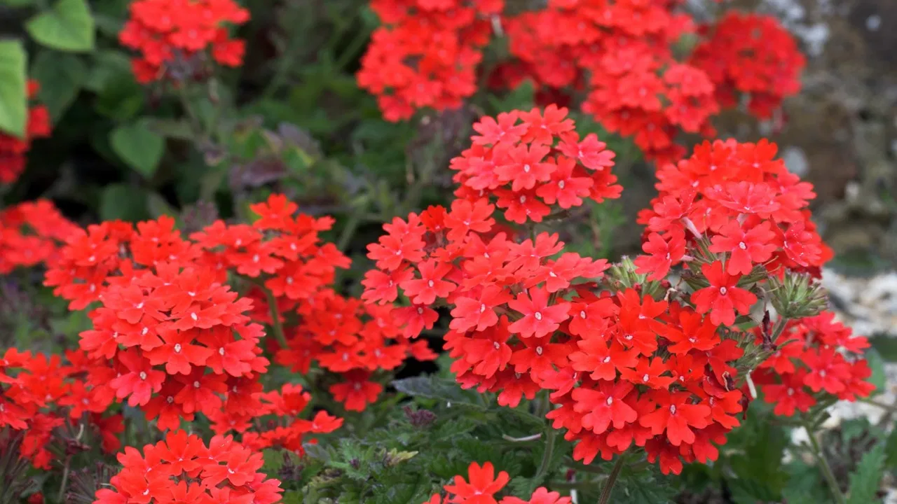 Verbena