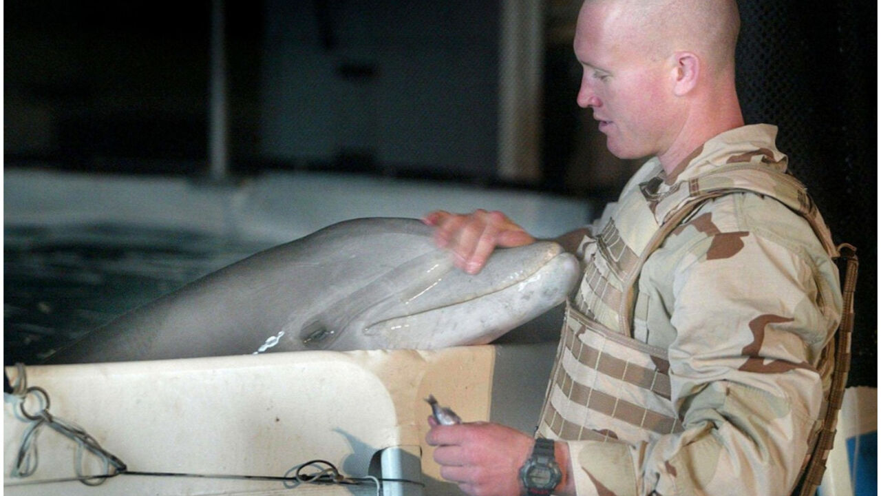 Vojni delfin