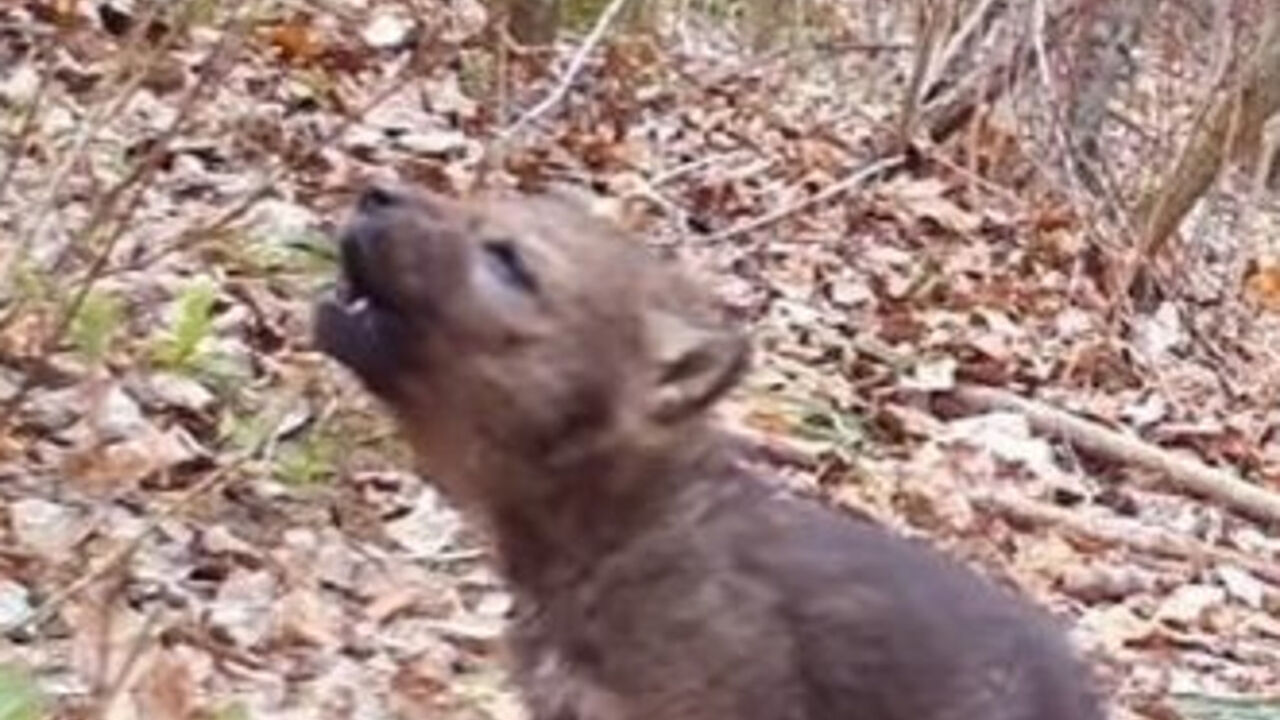 kojot