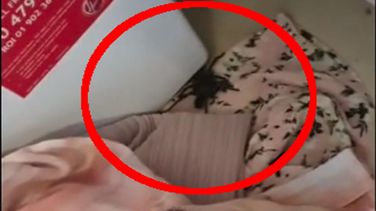 Tarantula