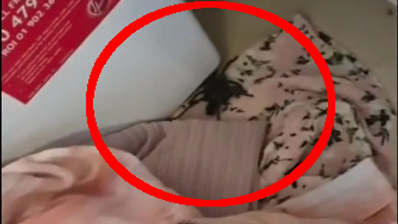 Tarantula