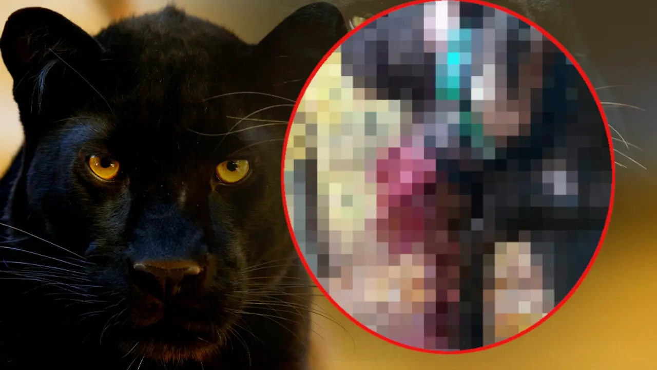 Panter pojeo psa