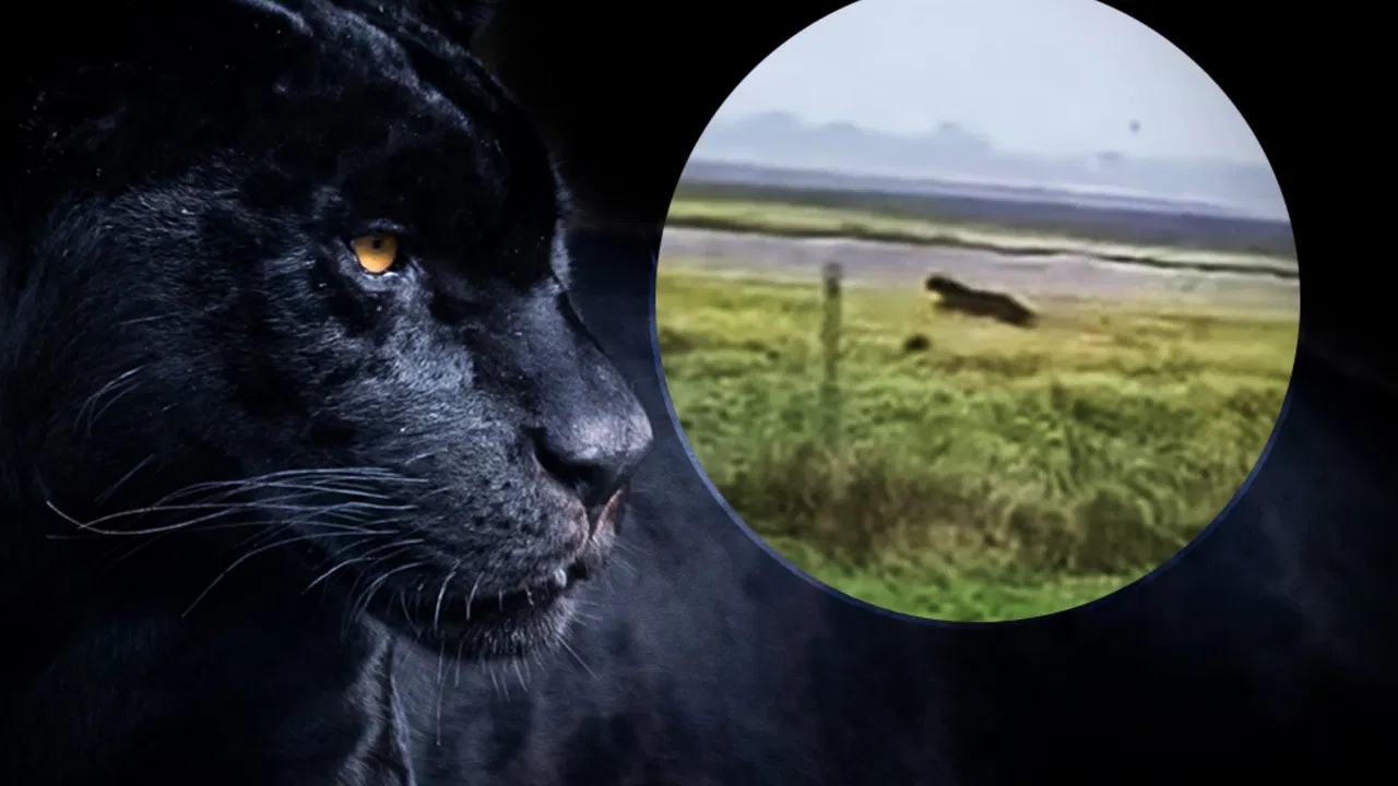 crni panter