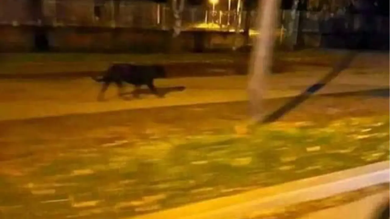 Panter, Srbobran