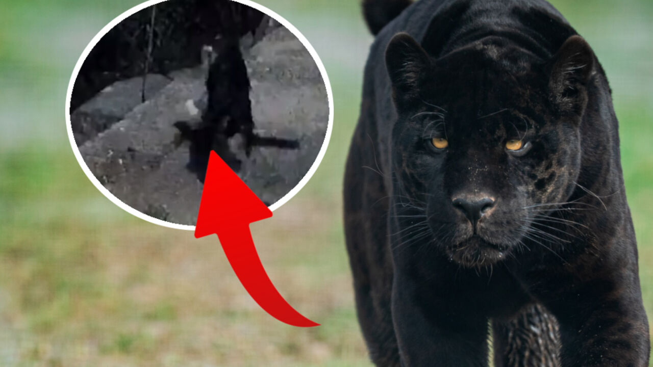 Panter