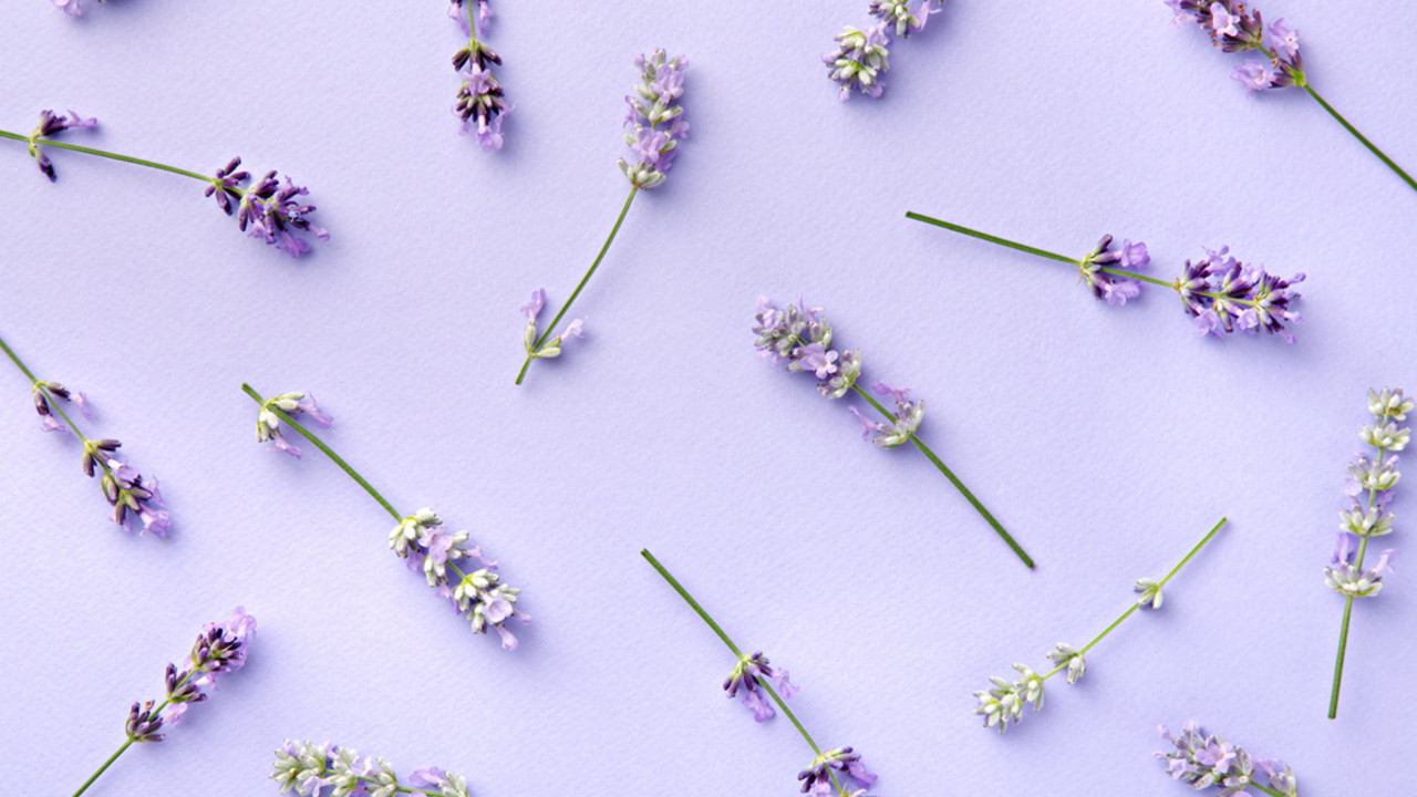 Lavanda