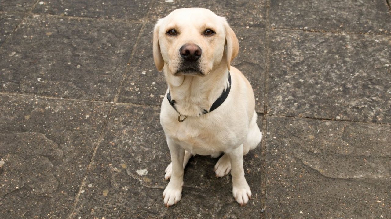 labrador
