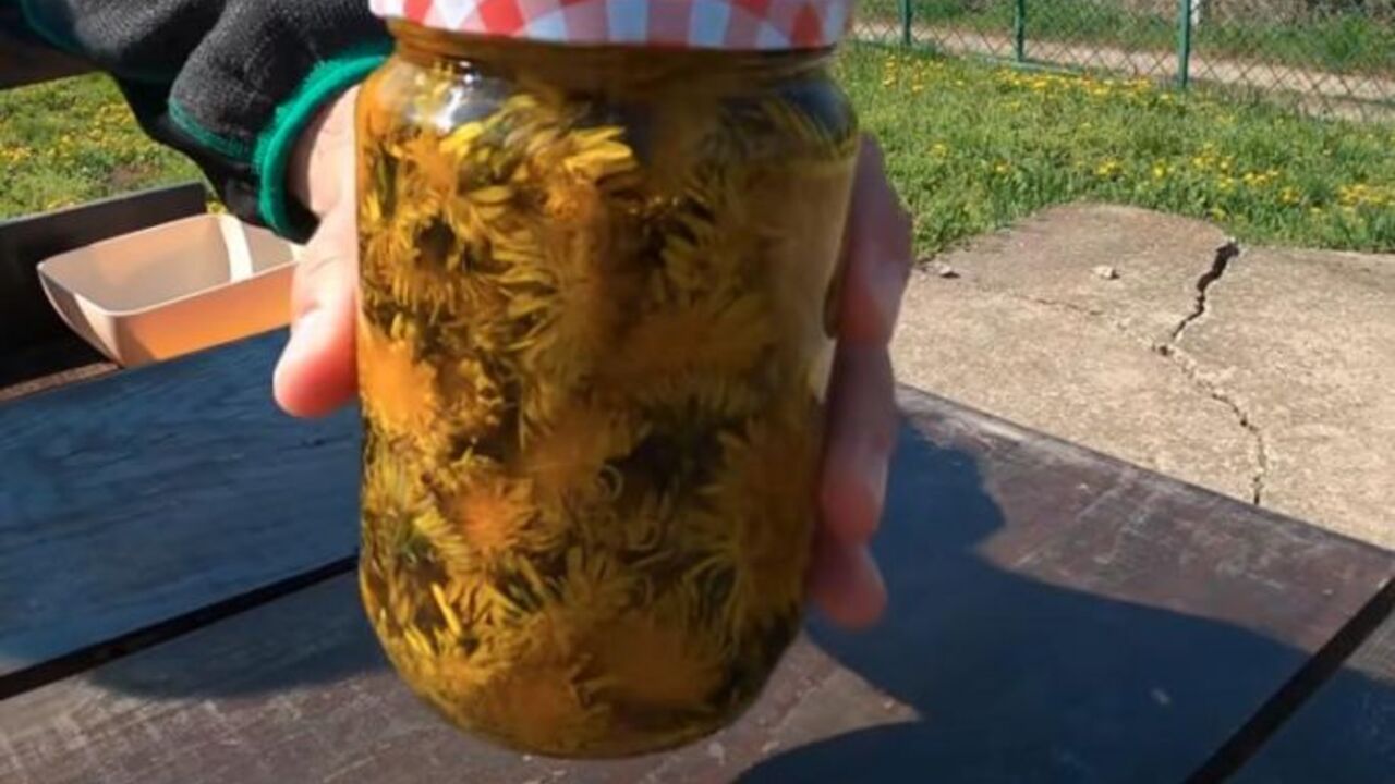maslačak