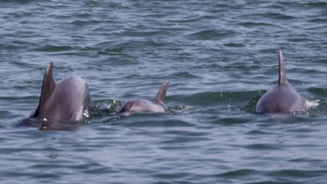delfin