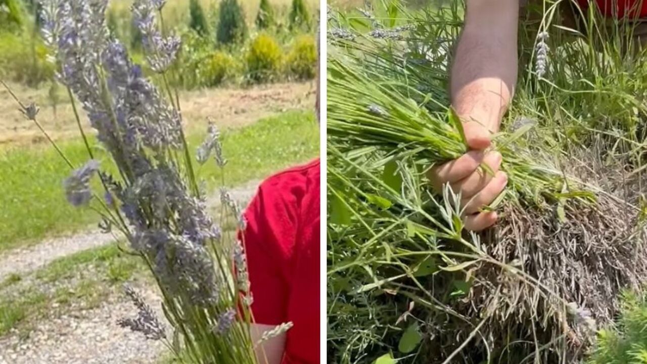 lavanda