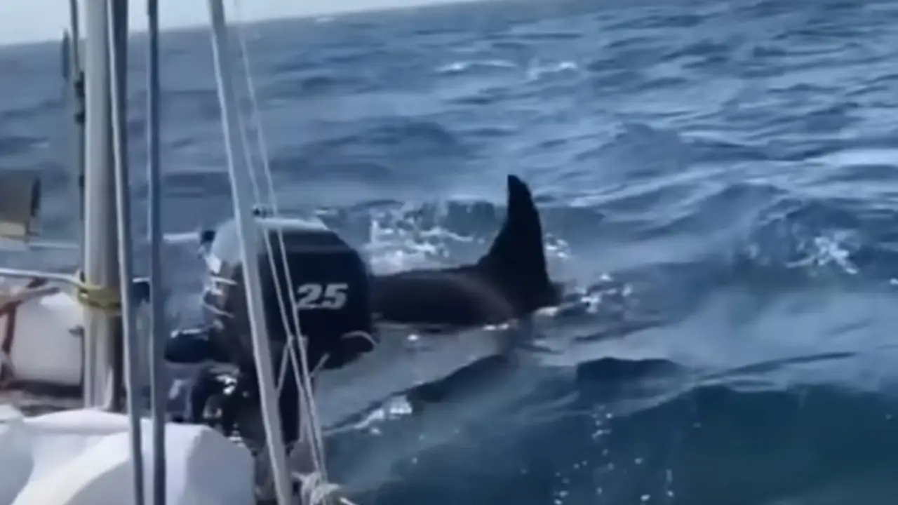 orka