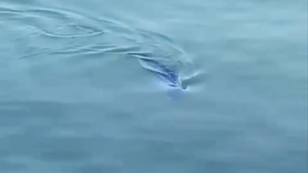 Ajkula