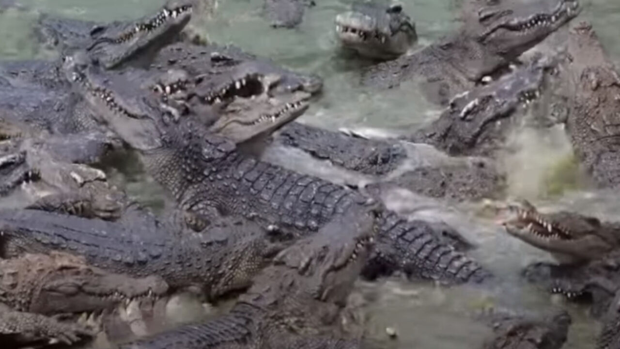 krokodil