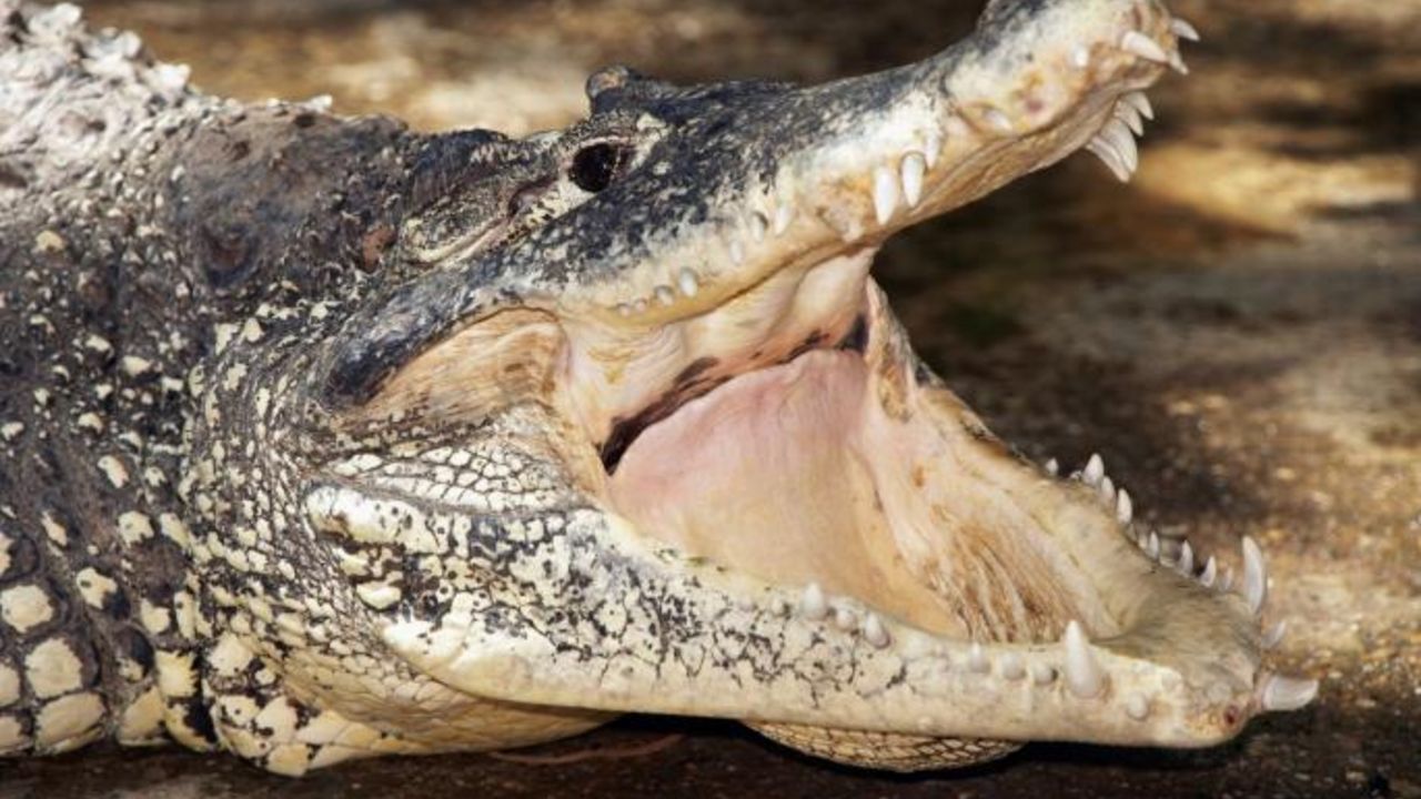 aligator