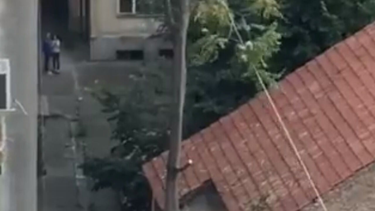 Seča drveta na Vračaru