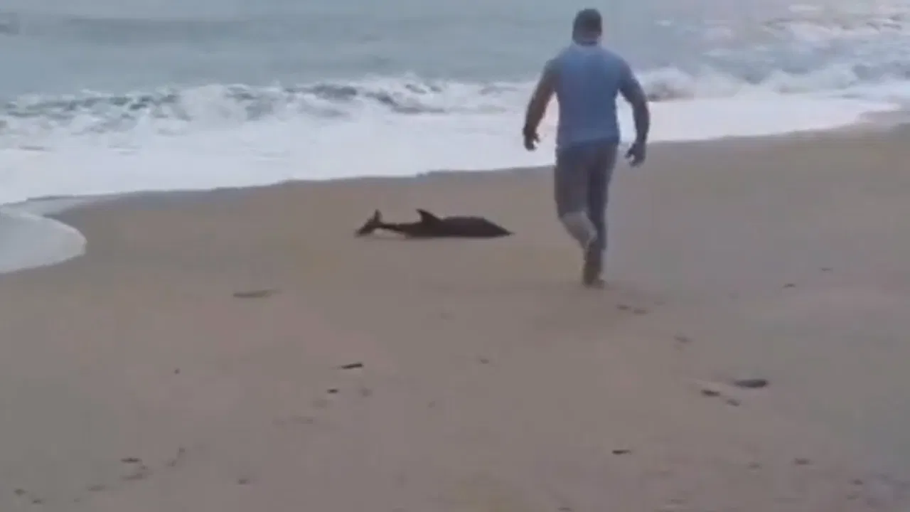 delfin, plaža Jaz