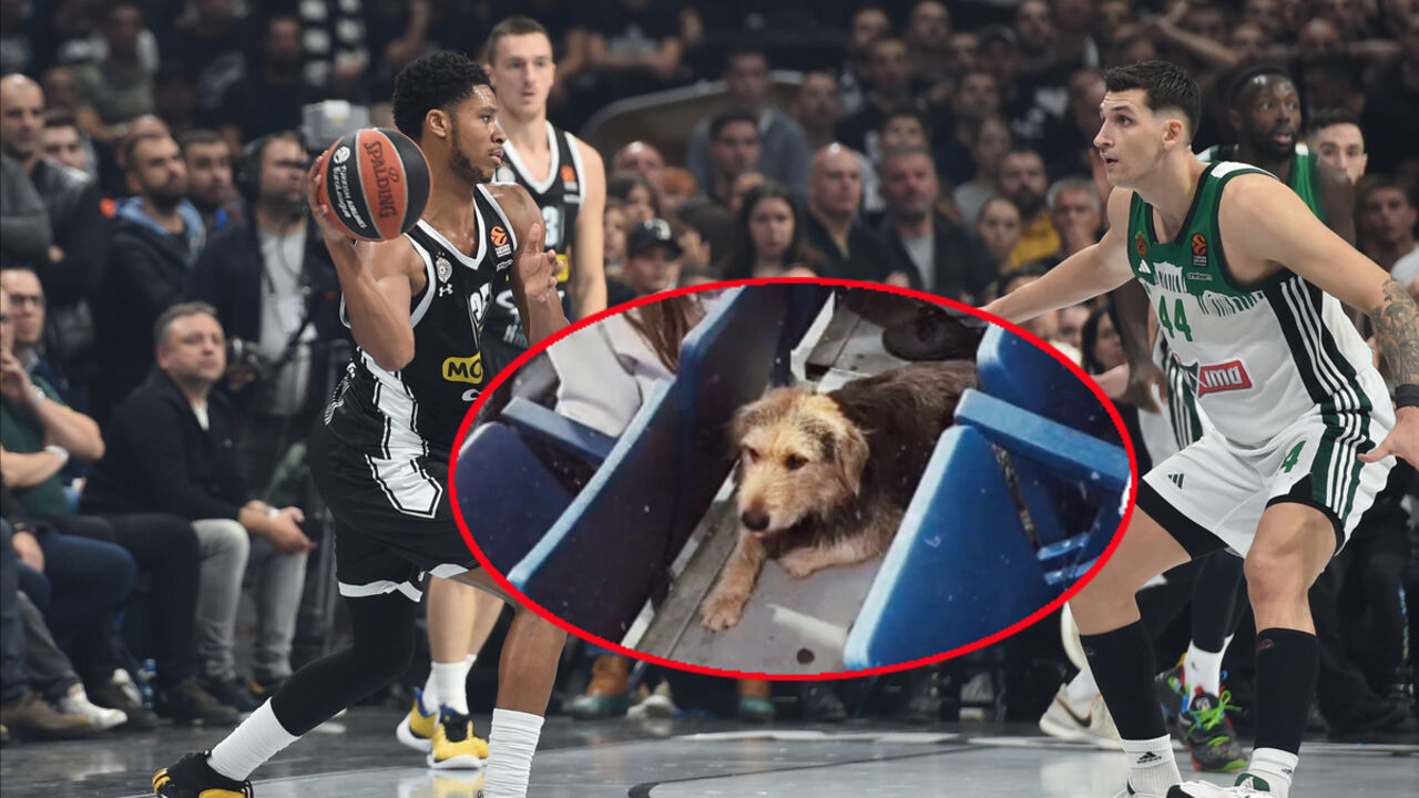 Čičak legenda
