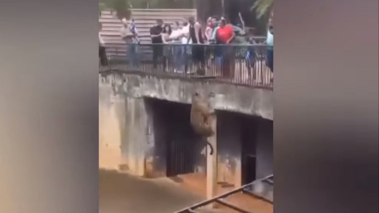 jaguar u zoo vrtu