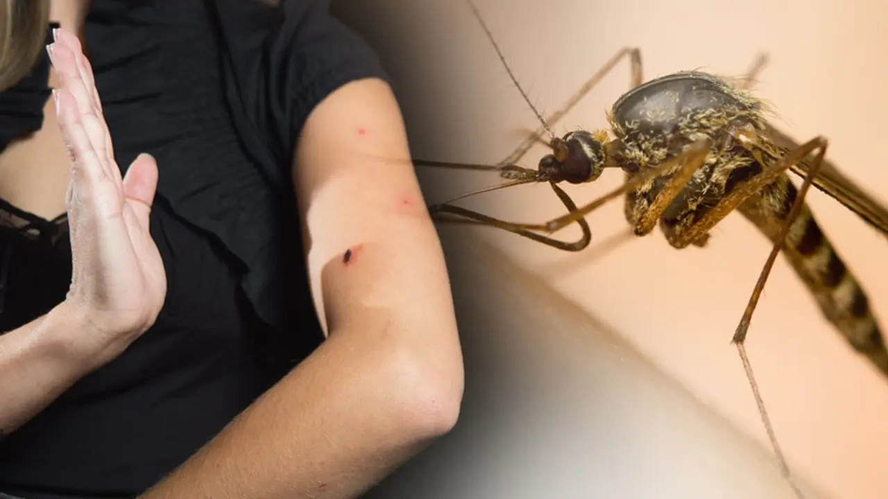 Denga virus