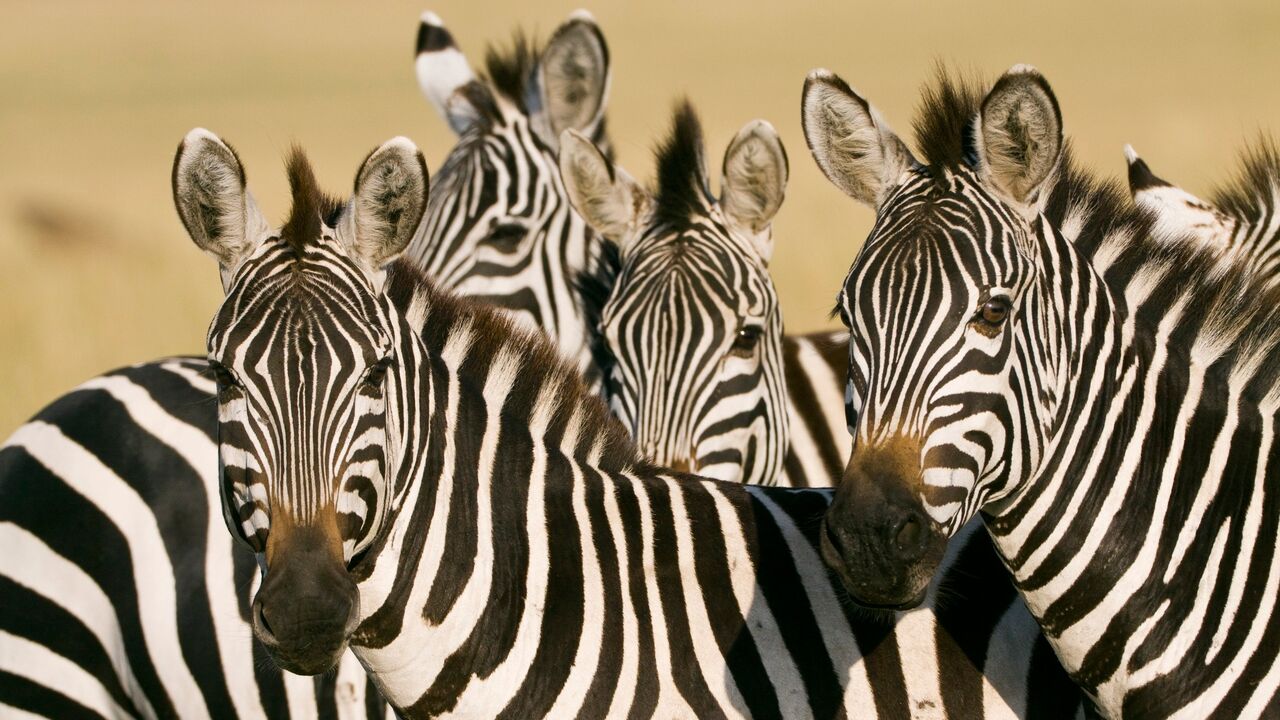 Zebre