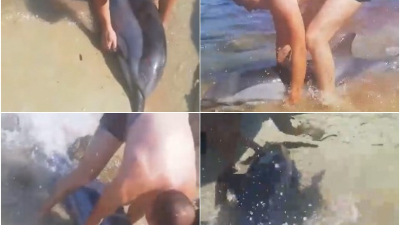 delfin